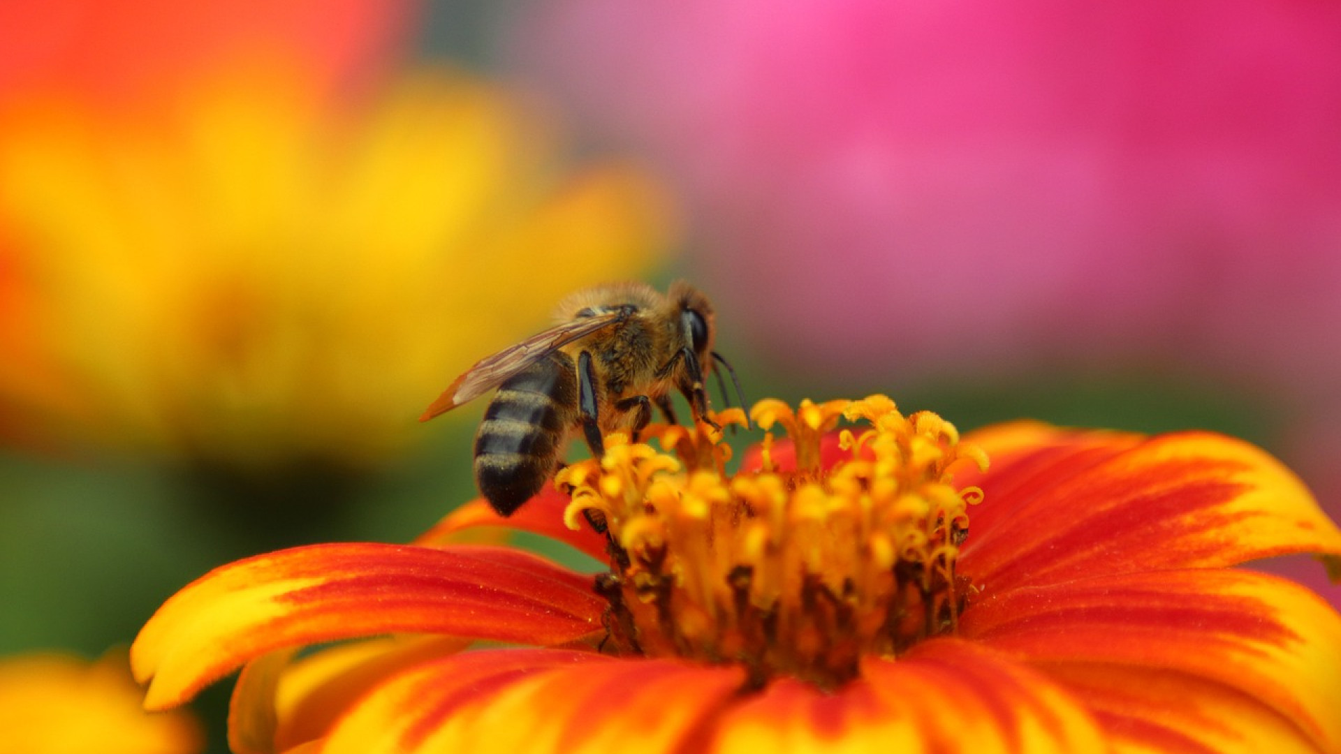 Tout savoir sur le pollen de fleur ?